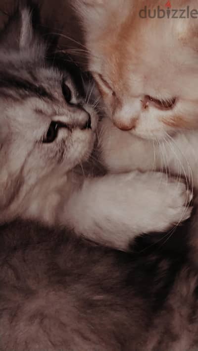 قط وقطه 65يوم القط biritsh longer her والقطه chinchilla persian