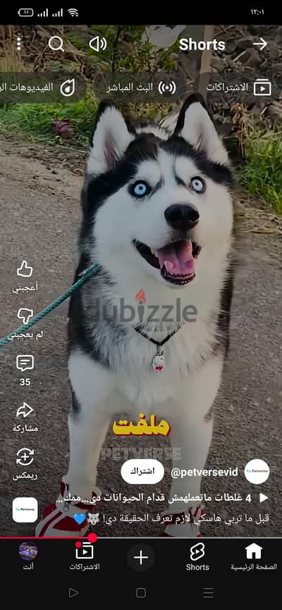 كلب هاسكى