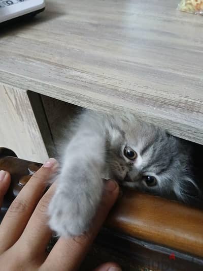 scottish fold