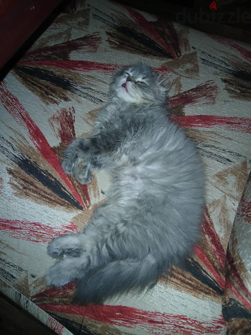female scottish fold 1