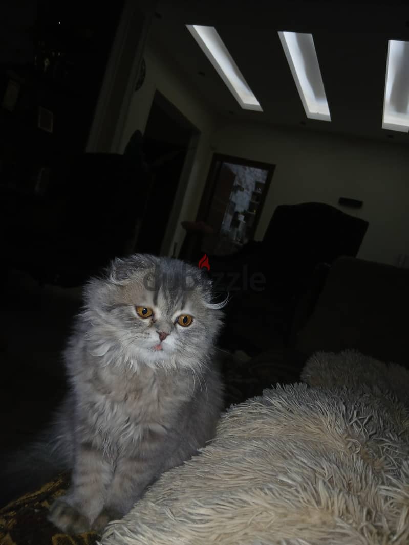 female scottish fold 2