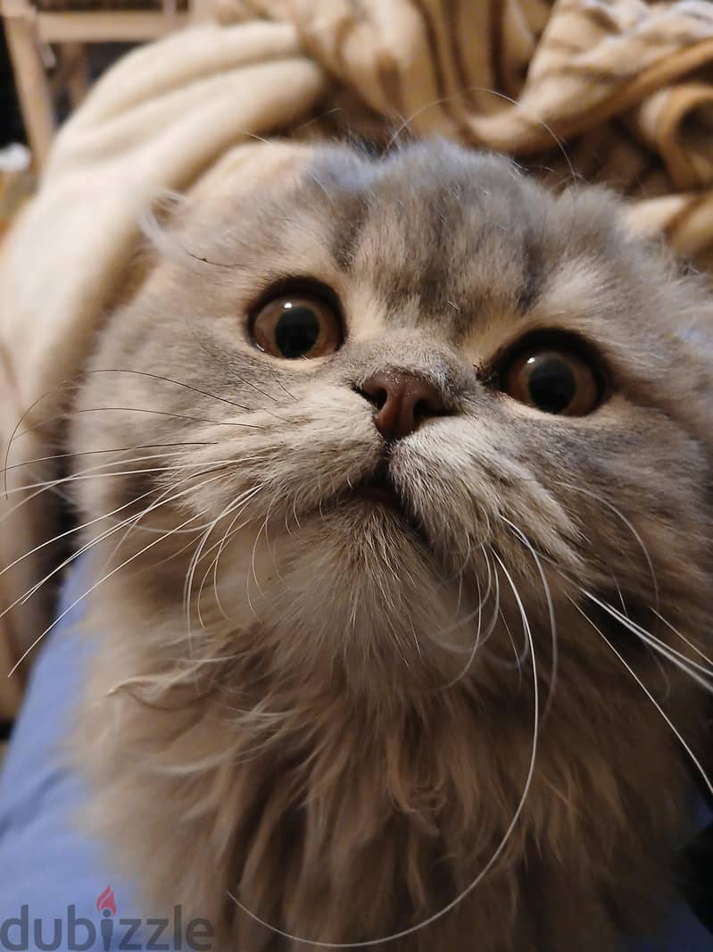 female scottish fold 3