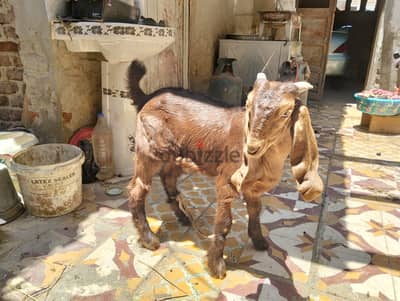 جدي شامي بيور عمر 3شهور