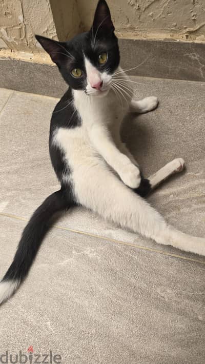 7 month old kitten for adoption قط للتبني
