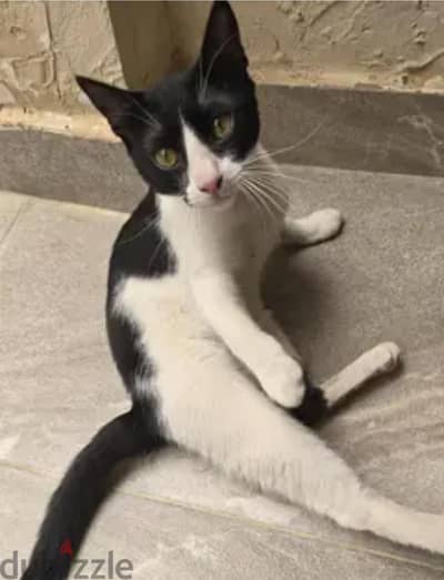 7 month old kitten for adoption قط للتبني