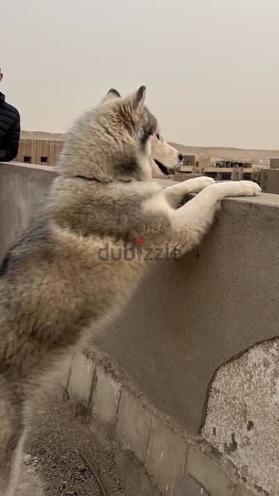 هاسكي