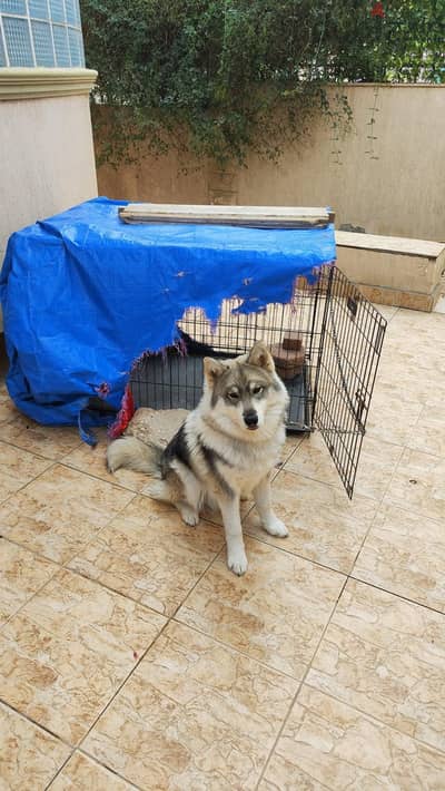 Male Husky