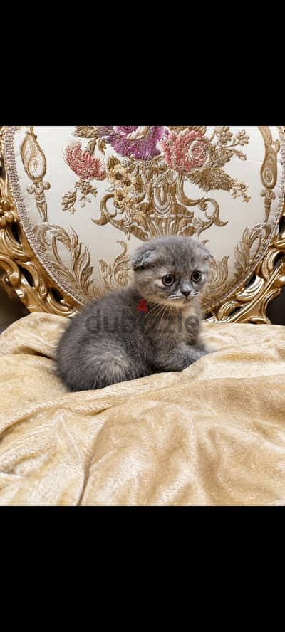 Scottish kittens fold/straight - Imported parents