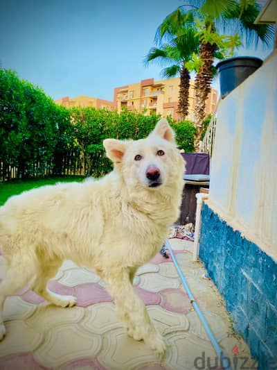White Swiss shepherd red nose