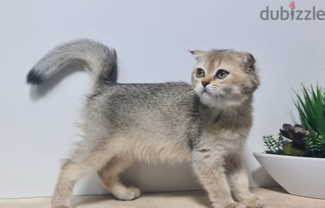 Scottish Fold Gold ny25