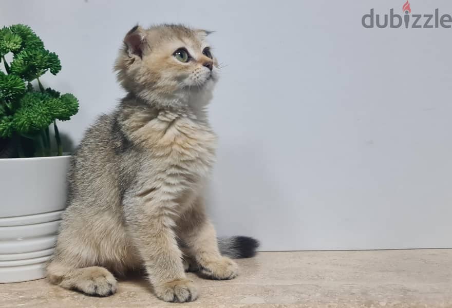 Scottish Fold Gold ny25 1
