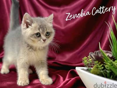 British Shorthair Smoke Silver