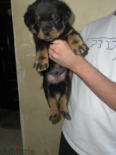 Rottweiler puppys