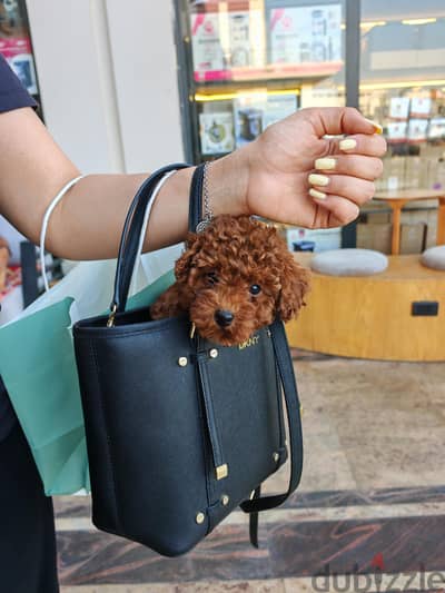 poodle بودل