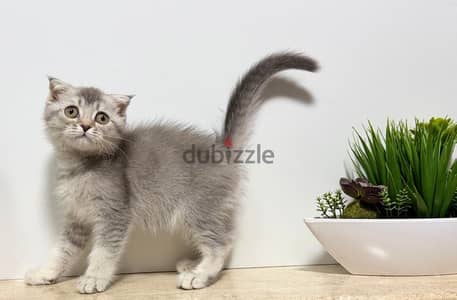 Scottish Fold Shorthair Silver