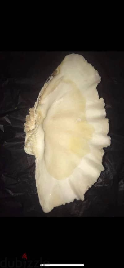 قواقع و صدف البحر الأحمر طبيعيه من خلق الله ديكور منزلي جميل وطفايات س