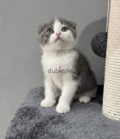 Scottish fold male
