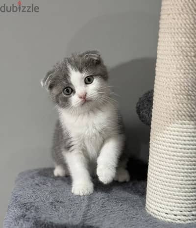 Scottish fold male