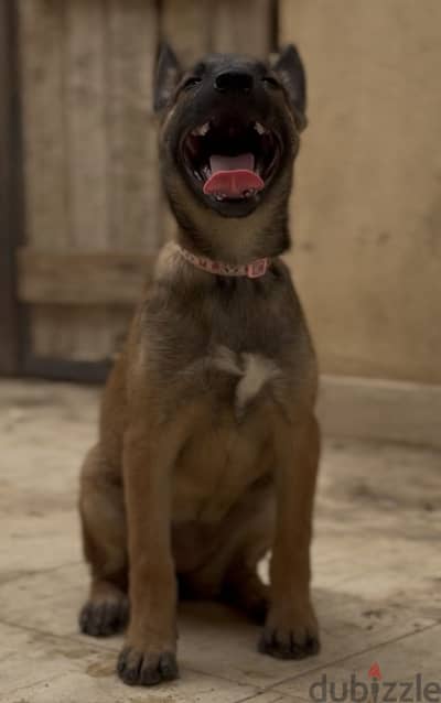 malino female 75 days