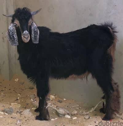 اللهم بارك ماشاء الله
