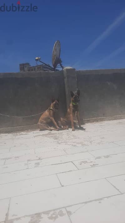 اص مالينو