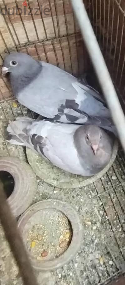 للبيع جوز حمام زاجل سلفر متوالفين بيجهزوا اول شغل