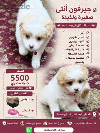 بيع كلبه جريفون عمر شهرين