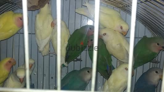 عصافير روز كريمى