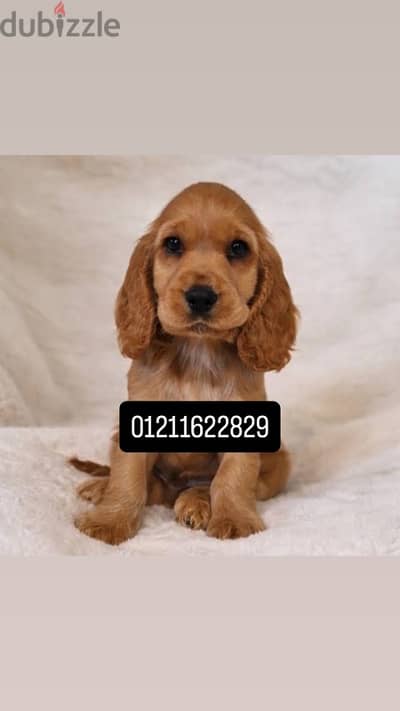 cocker spaniel puppies جراوي كوكر