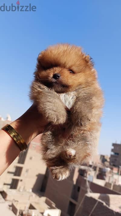 MINI POMERIAN
