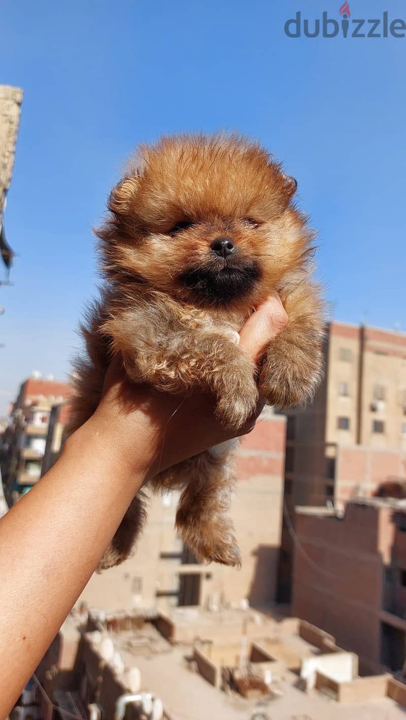 MINI POMERIAN 1