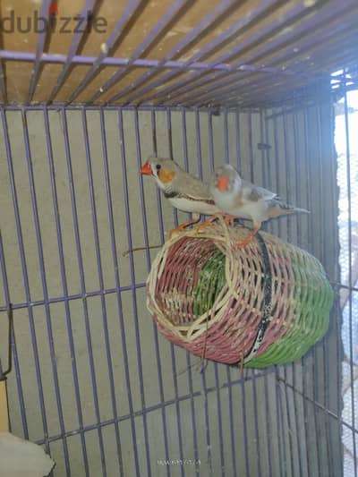 اسكندريه  محموديه