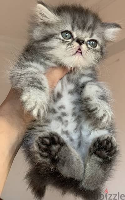 Persian kitten