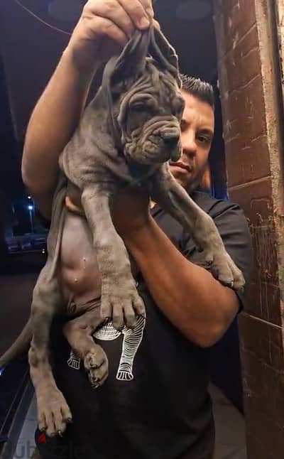 جرواية كين كورسو canecorso