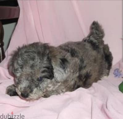 Merle poodle