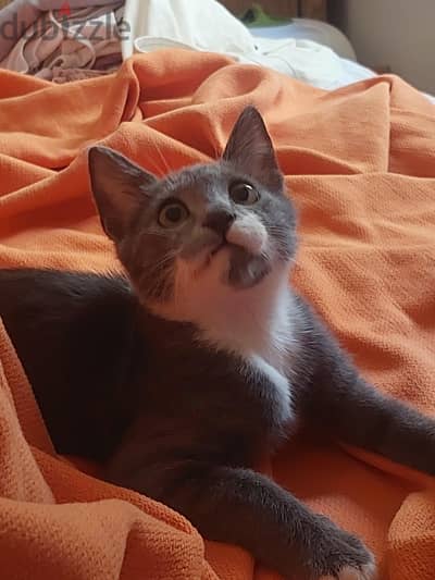 Cat for Adoption