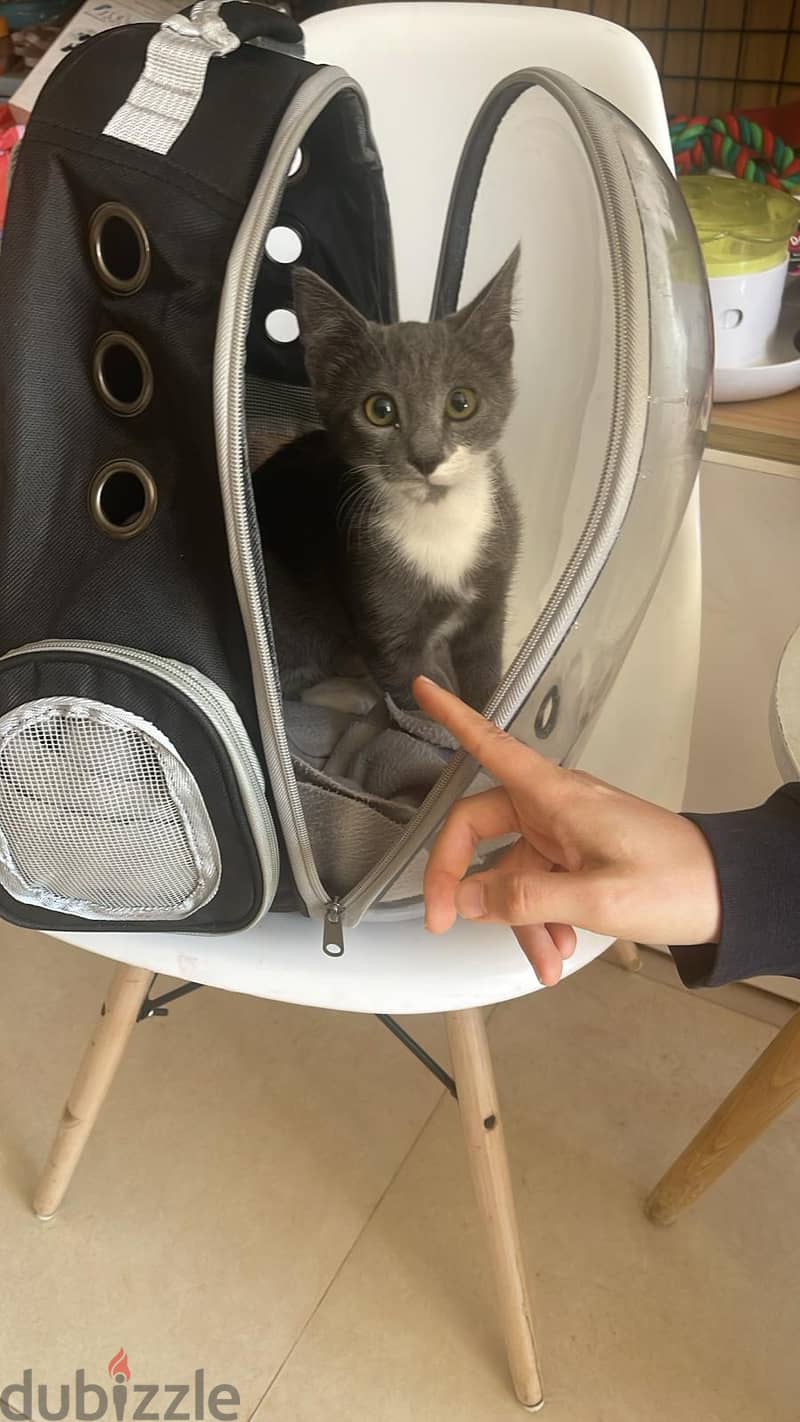 Cat for Adoption 1