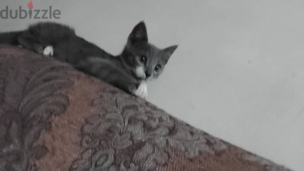 Cat for Adoption 2