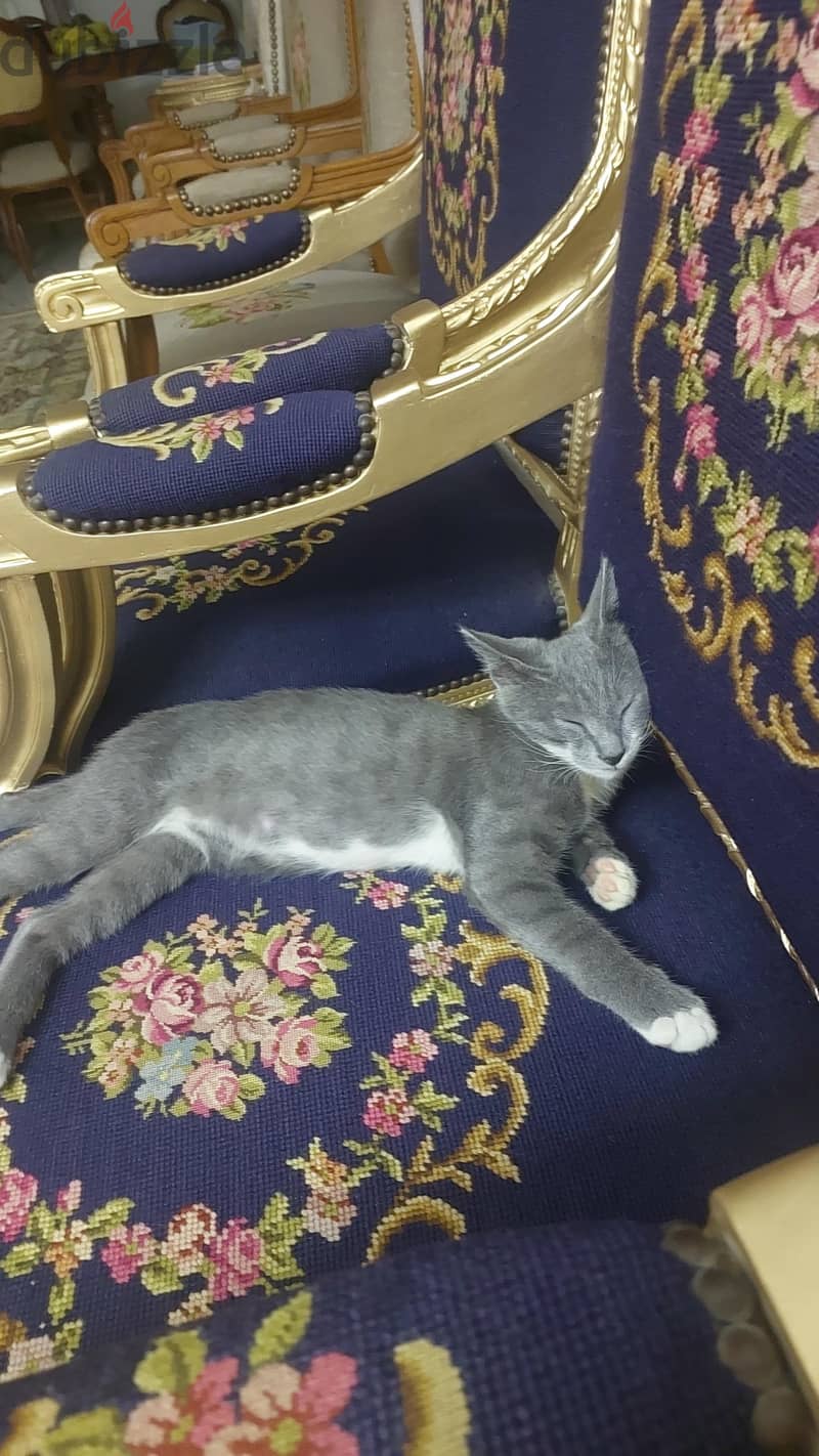 Cat for Adoption 3