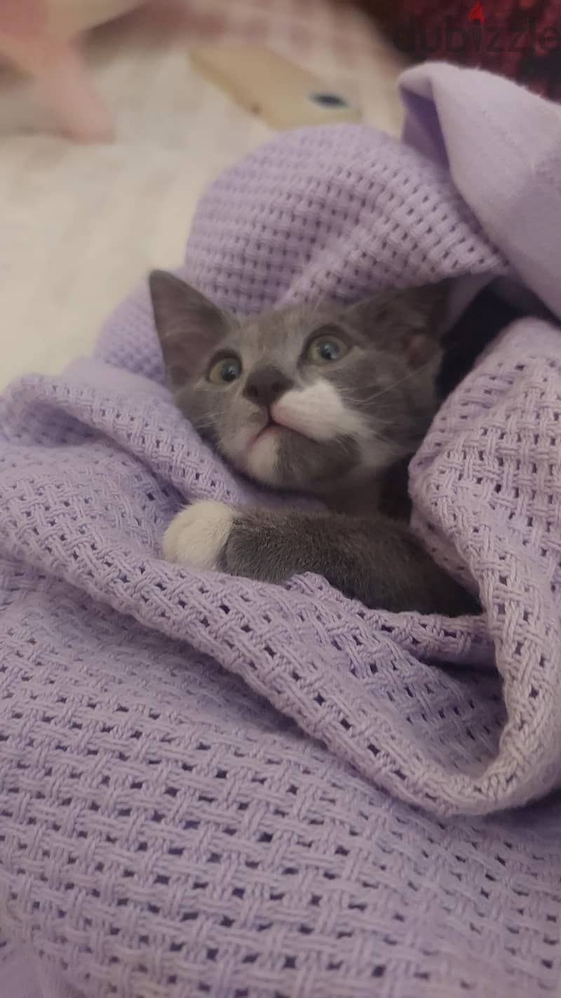 Cat for Adoption 4