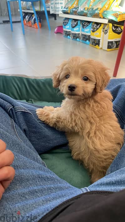 Maltipoo