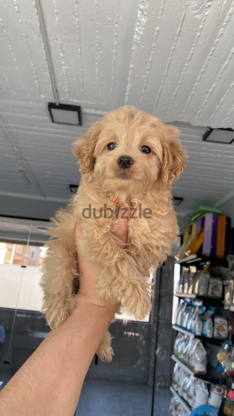 Maltipoo 1