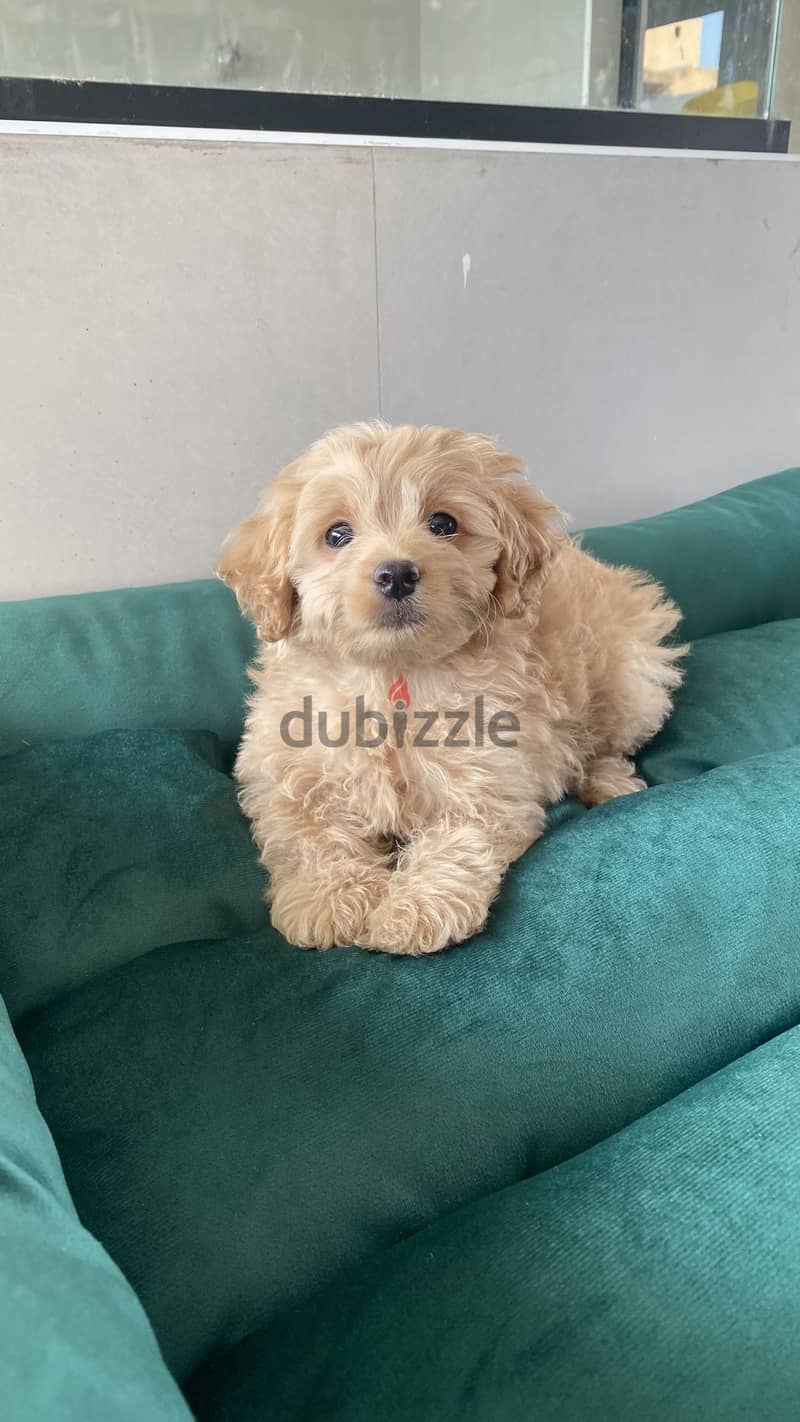 Maltipoo 2