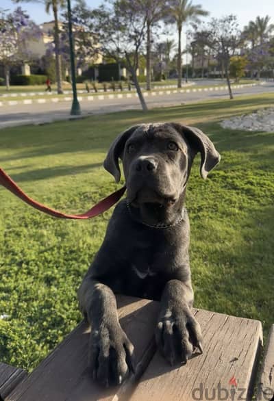 Cane corso puppy