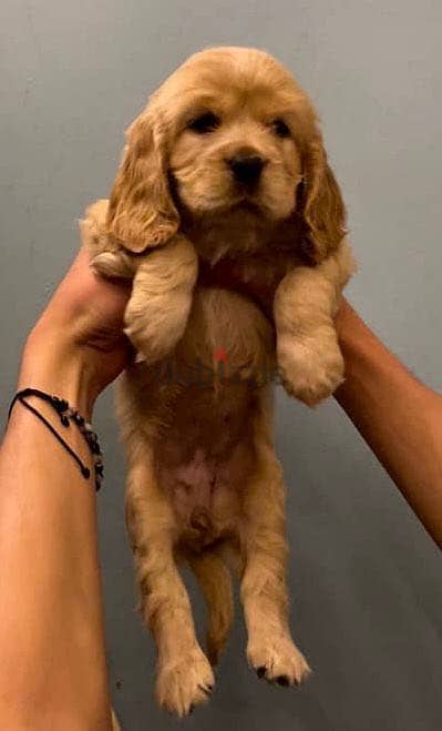 Cocker spaniels