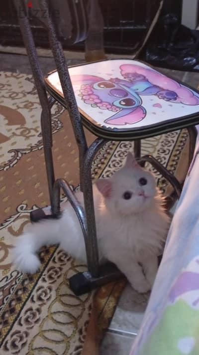 بنت للبيع