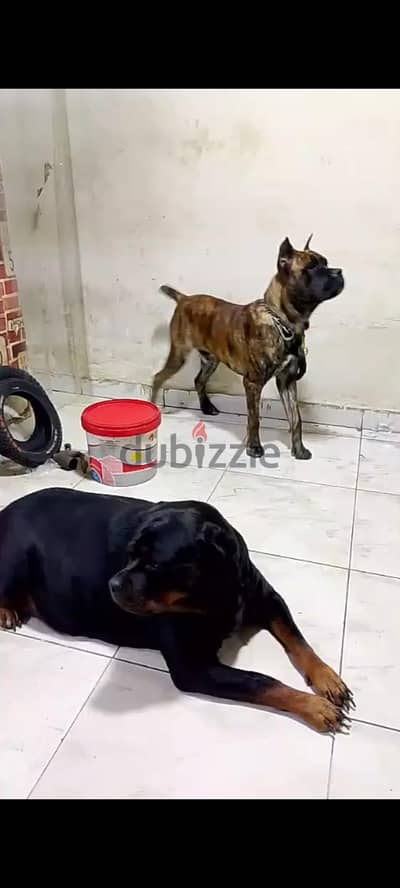 للبيع دكر  كين كرسوا بالاسكندريه العصافرة بحرى