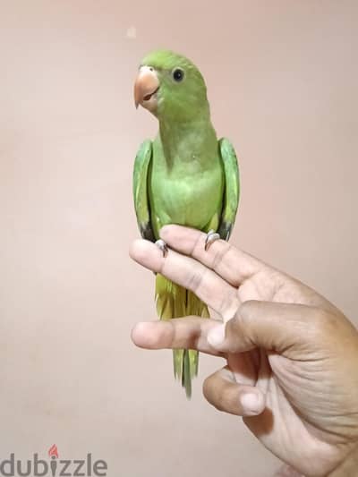 دره هندي