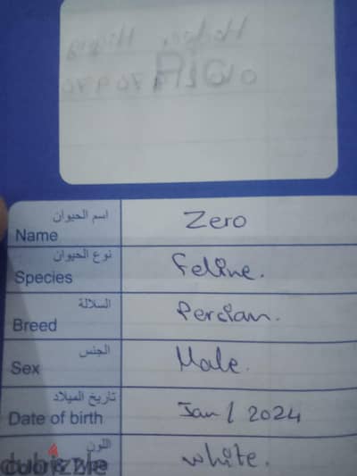 قط شيرازي