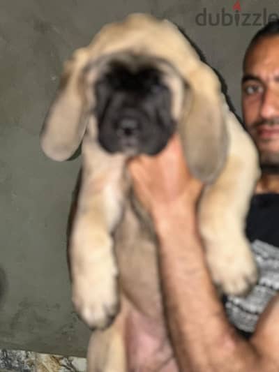 جراوي أولد انجلش ماستف